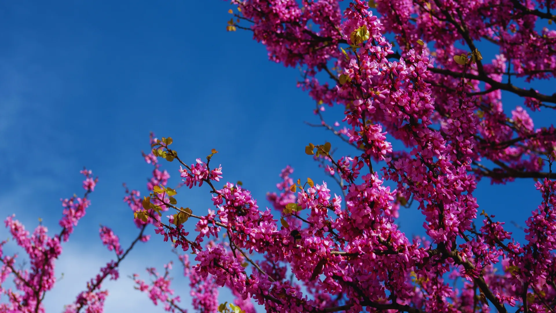 Redbud Feast
