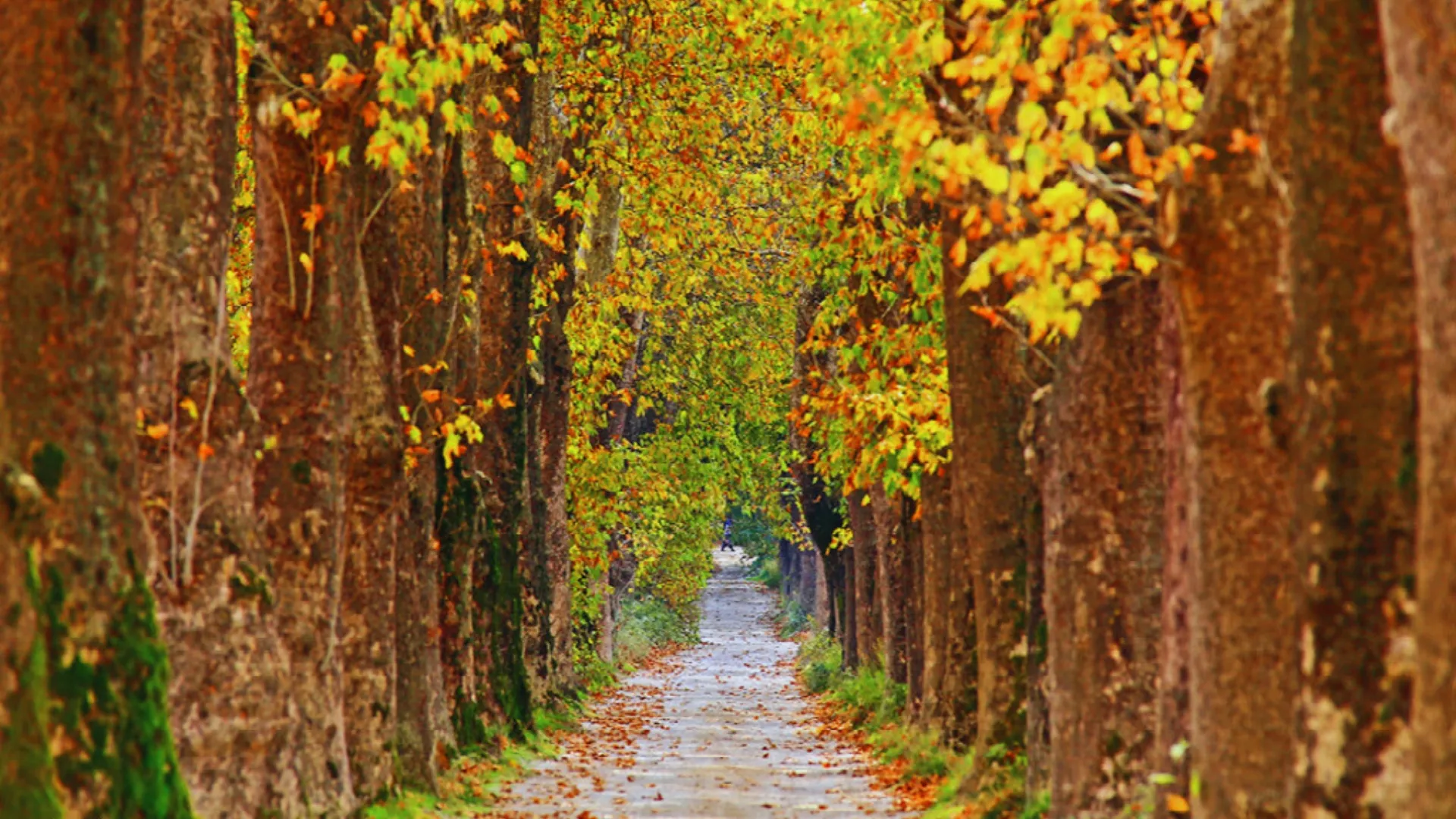 Gölbaşı Piknik Alanı